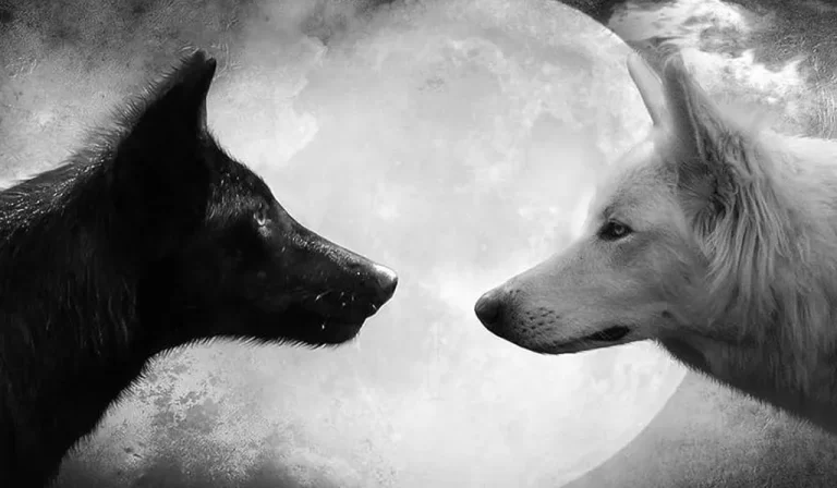 Force intérieure parabole des deux loups