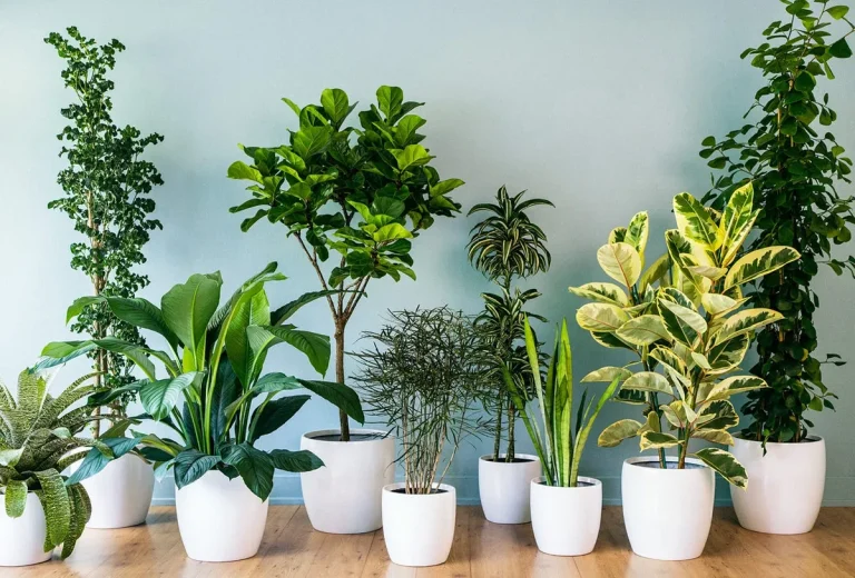 Plantes intérieure purifiantes